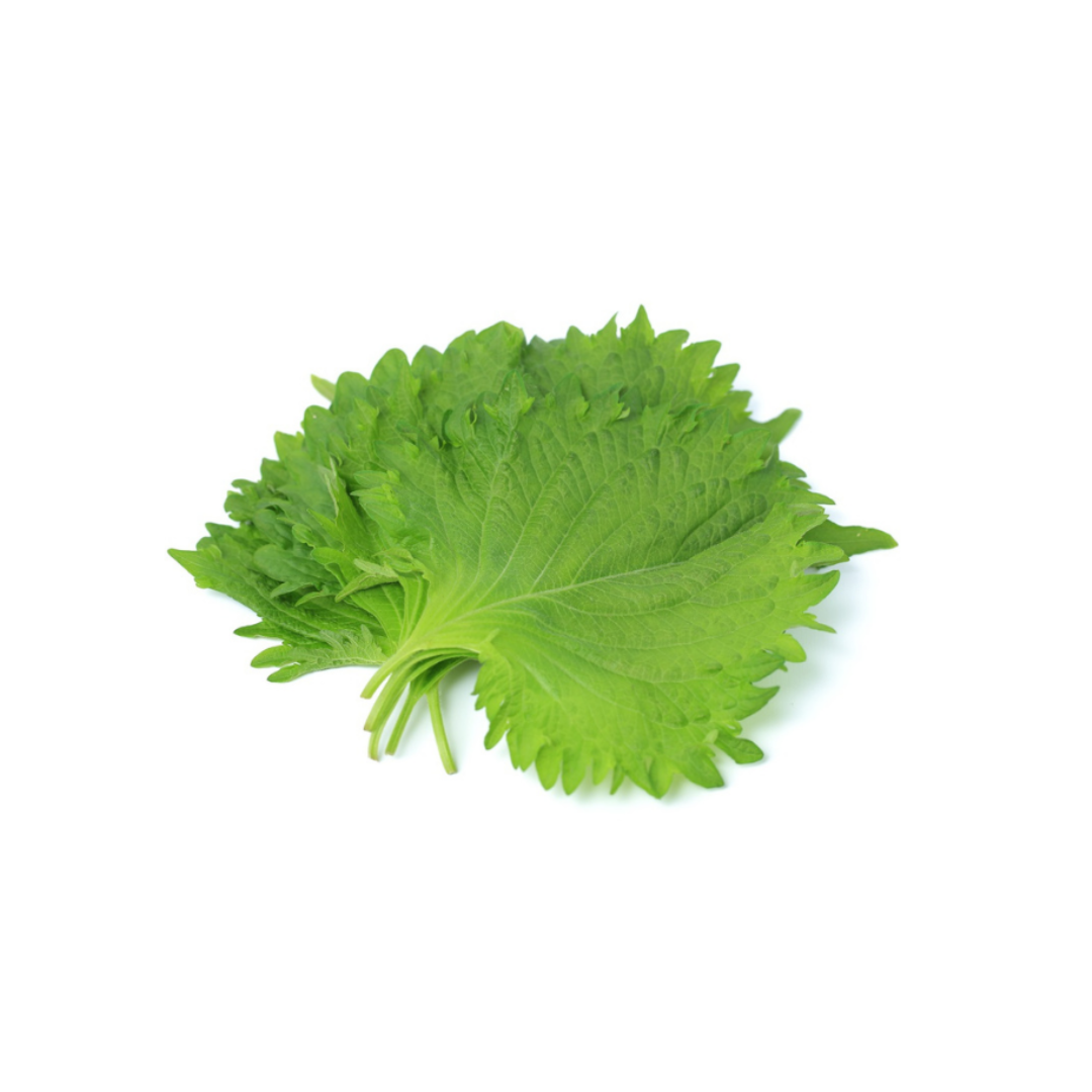青じそ(大葉) / Green Shiso 25pc