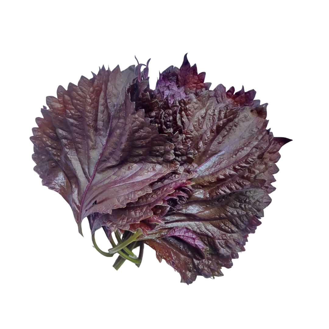 紫しその葉 1束　- Aka Shiso herb -