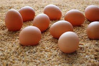 放し飼い鶏の卵 - Free Range Egg 700g -