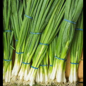 Shallot - ネギ